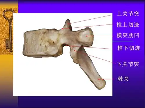 超实用脊椎解剖详解