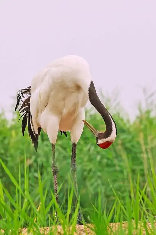 扎龙丹顶鹤---"仙姿"