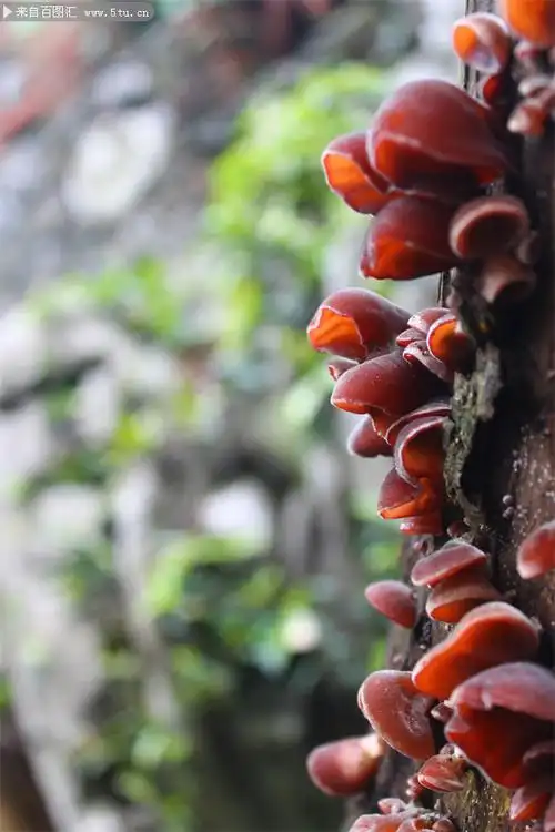 树上的黑木耳图片