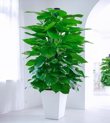 大叶绿萝室内办公客厅开业乔迁新居盆栽大型大型绿植