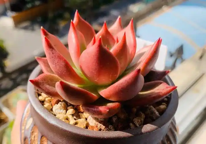 东云系多肉很适合阳台党,比如这颗红颜蜜语,皮实好养还漂亮