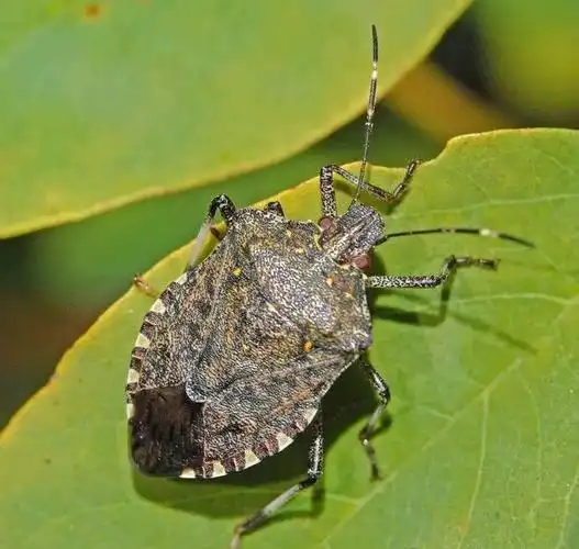 蝽-益虫界的"毒气"高手