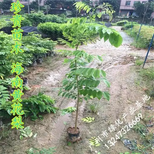 海南黄花梨树苗排行榜