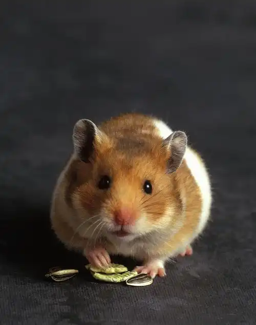 西安老鼠引发的出血热,告诉你灭鼠工作有多重要!