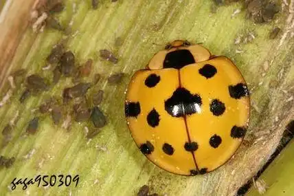 大突肩瓢虫澳洲瓢虫12.澳洲瓢虫黑缘红瓢虫11.黑缘红瓢虫龟纹瓢虫10.