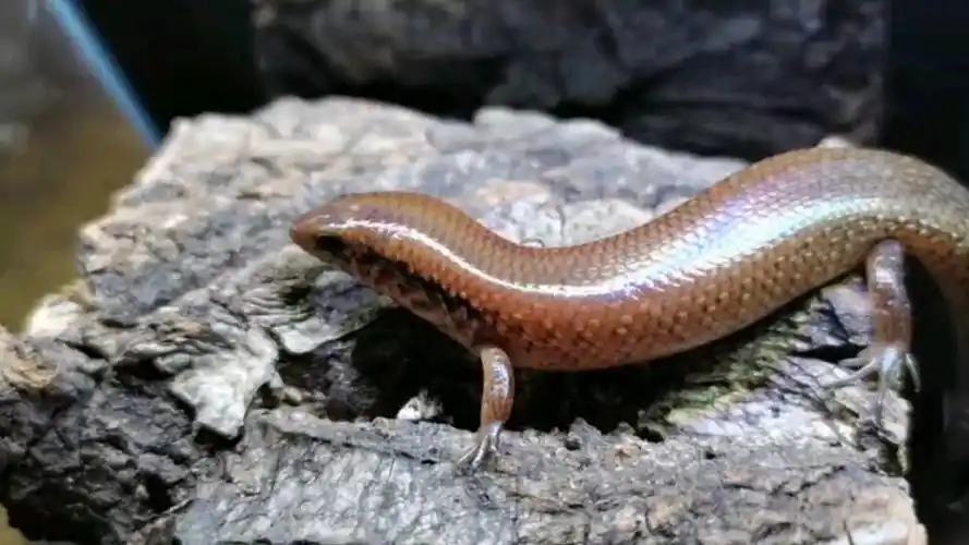 小短腿四脚蛇——光蜥