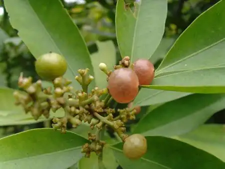 别名:山油柑.科名:芸香科.