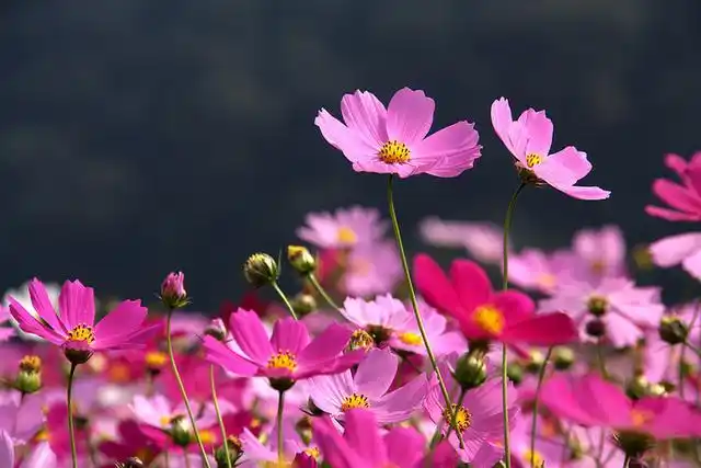 波斯菊/秋英,一年生或多年生草本.