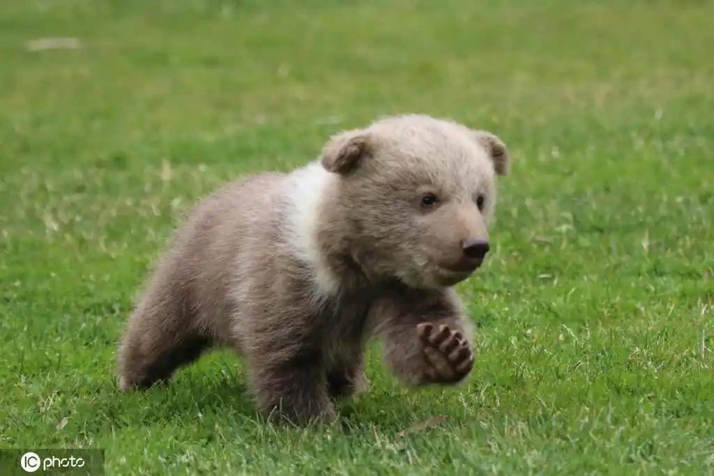 土耳其动物园迎来新居民熊宝宝 与黑猩猩成好友相亲相爱