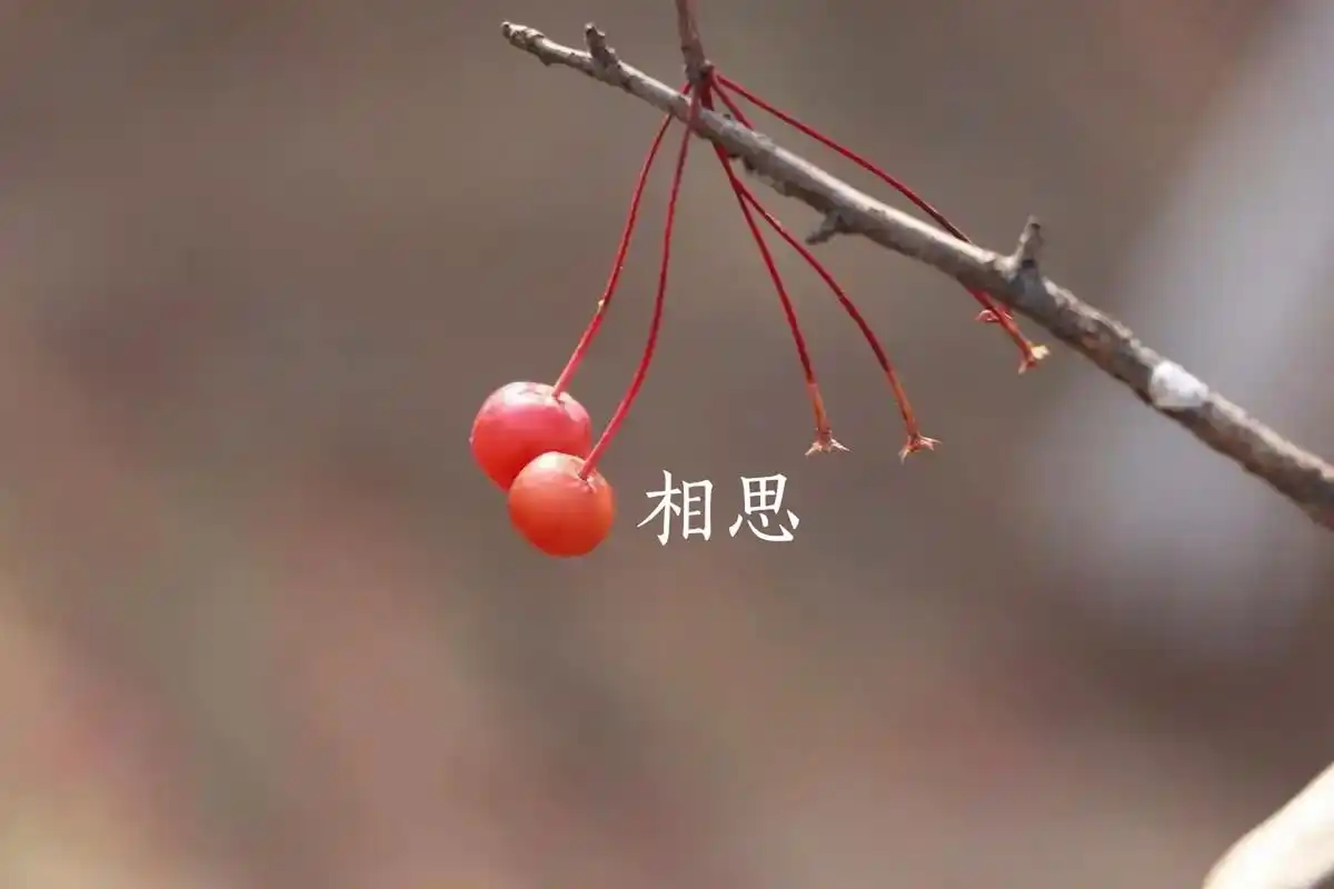 红豆生南国,春来发几枝,愿君多采撷,此物最相思.