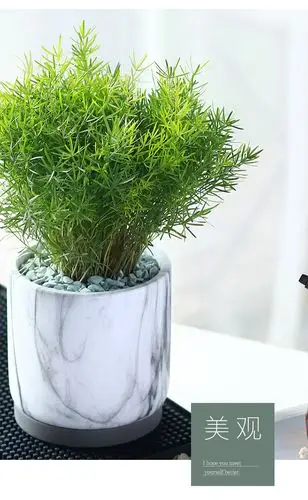 四季长青天门冬武竹丝耐寒植物绿植阳台花园垂吊花卉盆栽药材花卉