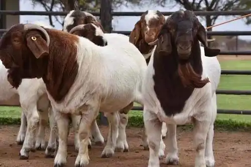 波尔山羊年龄 - 热门商品专区