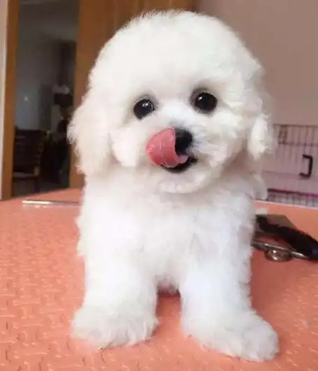 【幼犬脚垫什么样算干裂】要想选择一只健康的比熊犬,首先要知道这9个