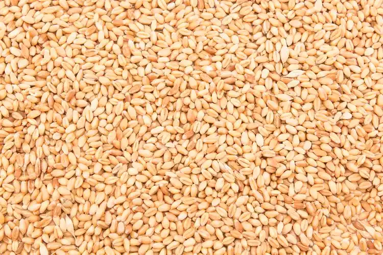 成熟的小麦粒背景图