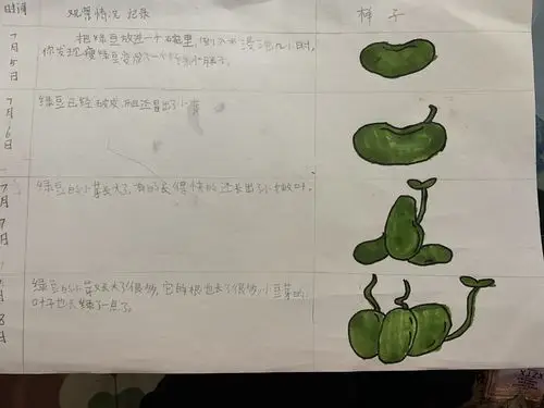绿豆芽生长记录
