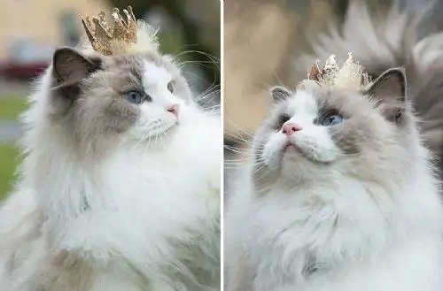 猫咪gif公主gif可爱gif萌gif