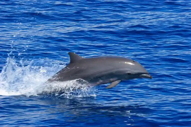 弗氏海豚lagenodelphis hosei fraser, 1956