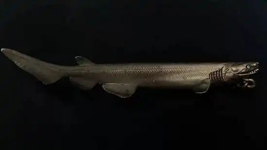 你可以买到的"皱鳃鲨",这不是真鲨鱼,而是扭蛋模型 | 千野