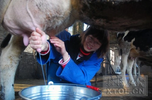 【记者走基层】体验挤奶工 香喷喷的鲜牛奶是这样挤出来的(图)