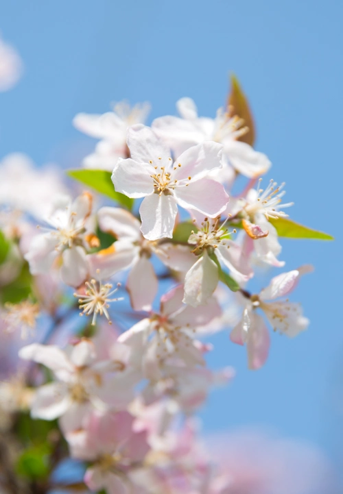 赞美海棠花的优美句子描写海棠花的唯美语录
