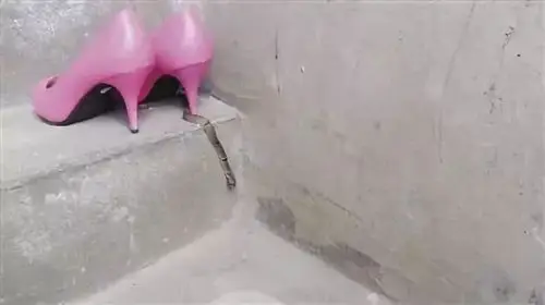 2016月3日早上,遂昌的何女士在楼道换鞋,突然发现一条蛇缠绕在她的