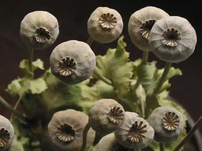 果实(罂粟)-富士用户俱乐部