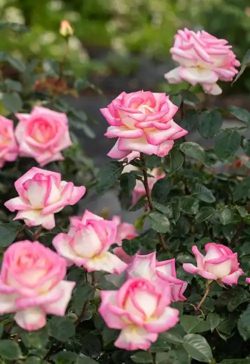 世界名花"摩纳哥公主"——花朵又仙又美,丰花勤花,阳台也能养