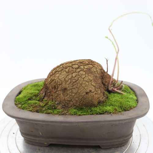 精品收藏植物块根奇形造景阳台绿植盆栽品山多肉植物