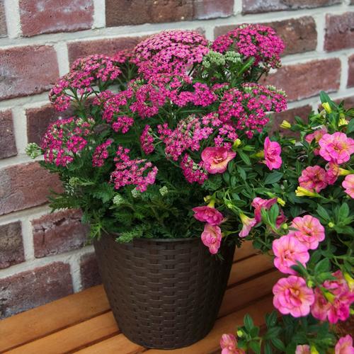 千叶蓍盆栽花多年生露天地栽阳台庭院花园耐热耐晒花期长地被花境