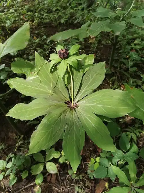 重楼(学名:paris polyphylla)重楼,珍稀中草药,百合科植物.