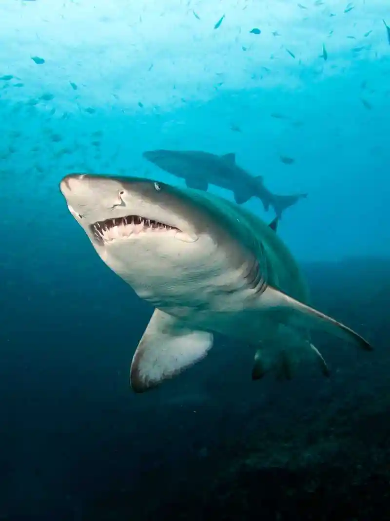 研究鲨鱼已存在数亿年比恐龙出现时间早19亿年