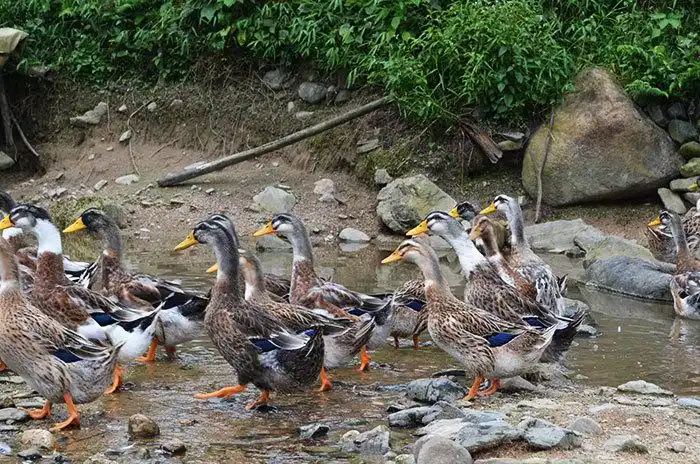 鸭 清远麻鸭 土鸭 清水鸭 稻鸭 老鸭 批发