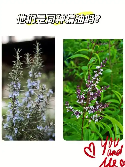 马鞭草酮迷迭香和柠檬马鞭草是同一精油吗