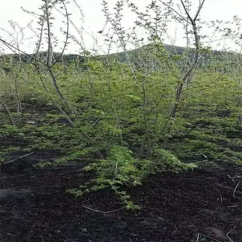 新疆茶条槭小苗 内蒙古茶条槭小苗 吉林茶条槭小苗 辽宁茶条槭供应商