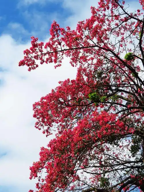 风采依然美丽异木棉原产南美州 近十年中国南方广泛裁培 秋冬季盛花期
