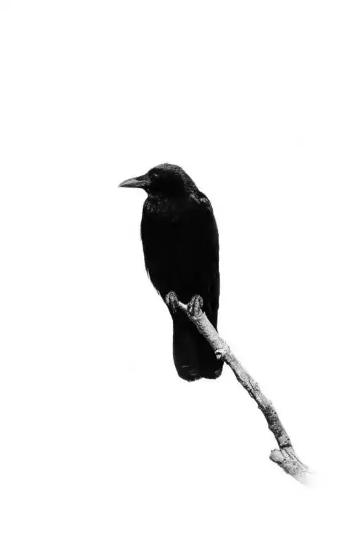 动物肖像——孤鸦 动物 黑白 动物 鸟 乌鸦 7mx年度摄影大奖赛—我的