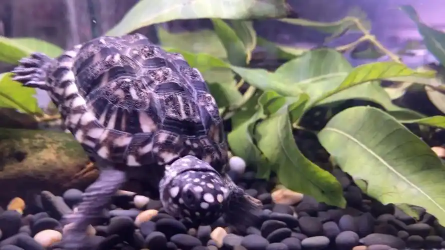 花鸟市场的斑点池龟