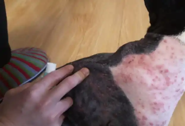 当狗狗身上"爬满跳蚤"时,会有以下信号!