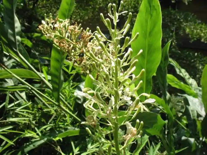 【姜科】红豆蔻