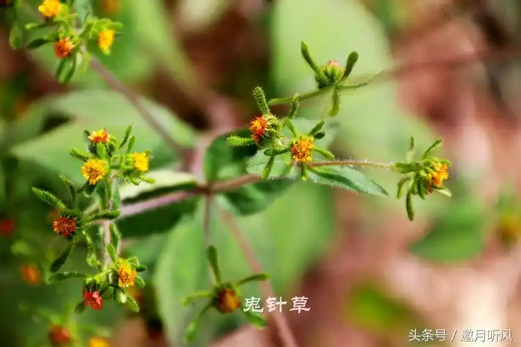 柳叶鬼针草离别之痛鬼针草