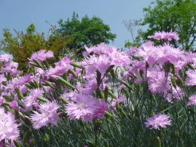 丁香石竹的介绍