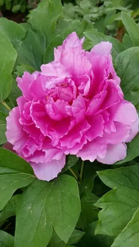 易冠牡丹园……种植各种颜色的牡丹花,非常漂亮!国色天香!高贵典雅!