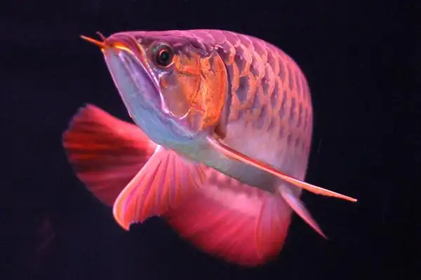 红龙鱼常见病介绍