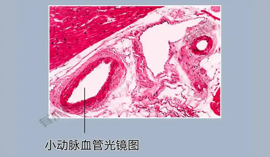 小动脉_有来医生