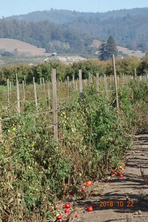 周末去私人农场果园采摘