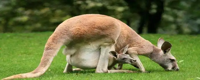 哺乳动物是一类什么脊椎动物