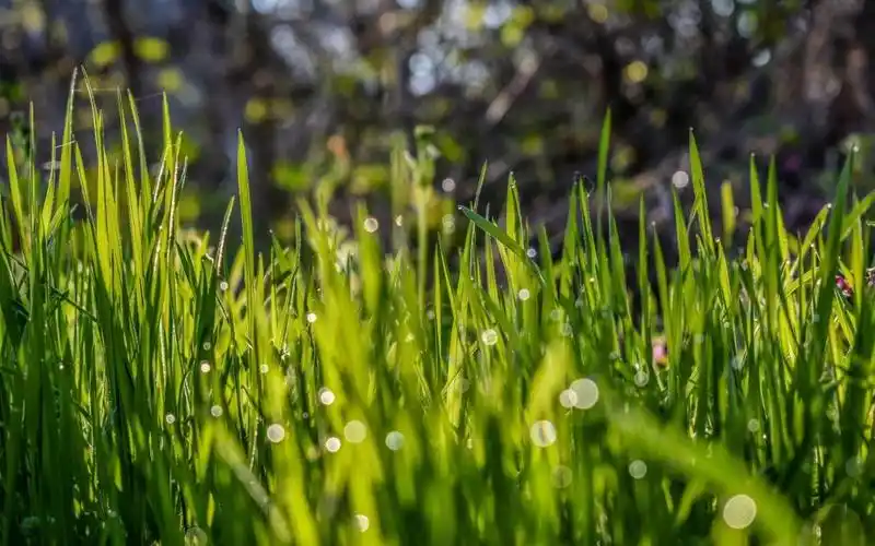 小清新养眼绿色护眼小草风光意境写真