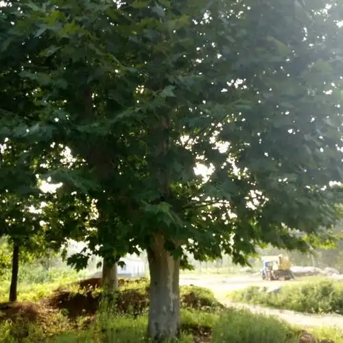 4060公分法国梧桐