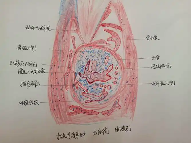 口腔组织病理学红蓝铅笔绘图 - 知乎
