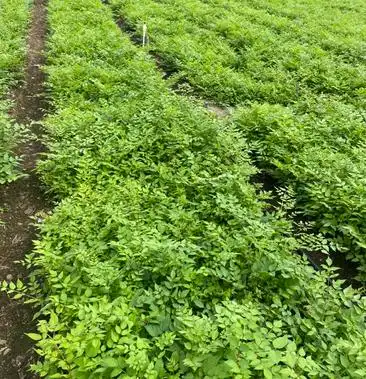 水曲柳,大量出售各种树苗水曲柳苗